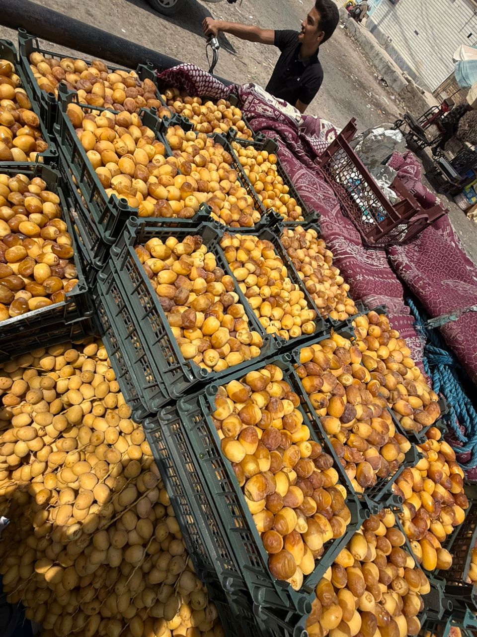 خرما زاهدی تازه خشت صادراتی